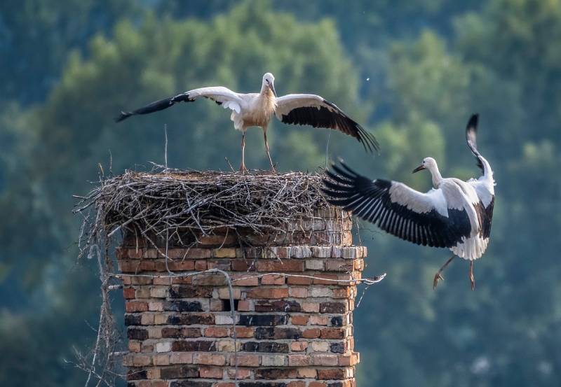 Professional Chimney Animal Removal Services in Columbus, Michigan