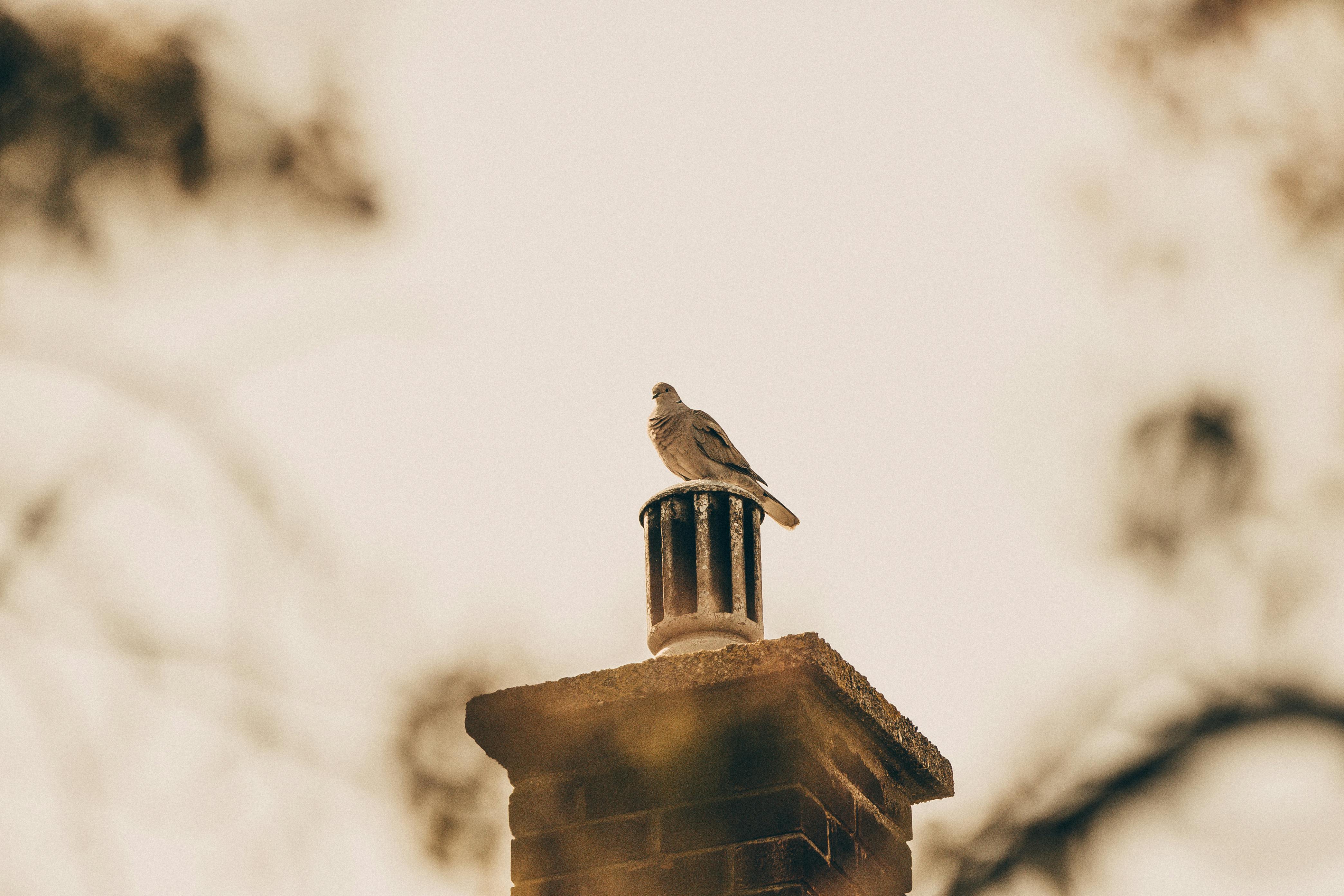 Professional Chimney Cap and Damper In Columbus Michigan